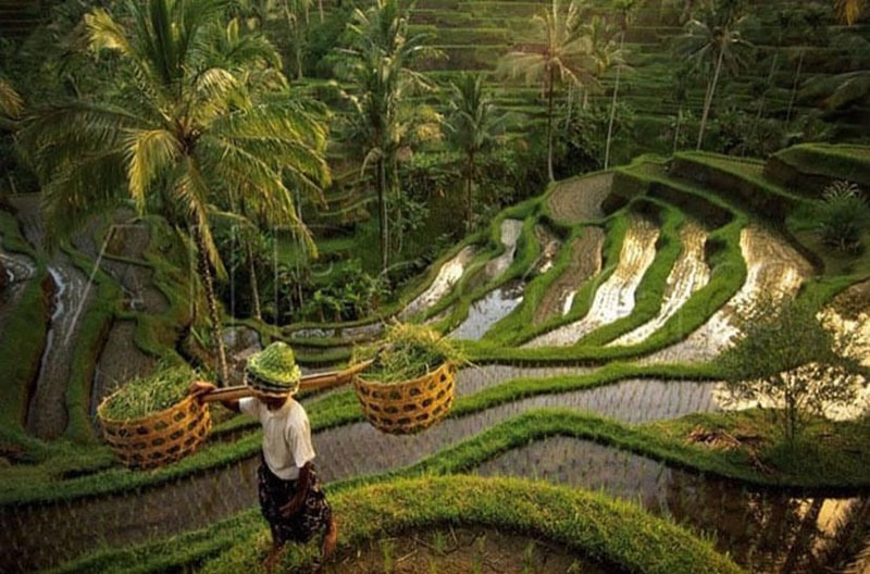 Tegallalang Rice Terraces bali